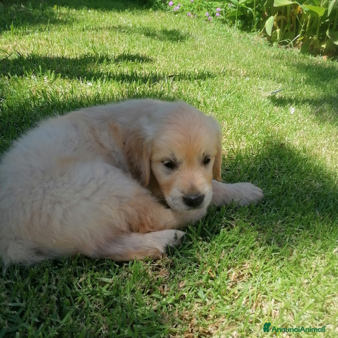 Golden Retriever cani in vendita: Cuccioli di Golden Retriever PRENOTAZIONE - Annuncio 8