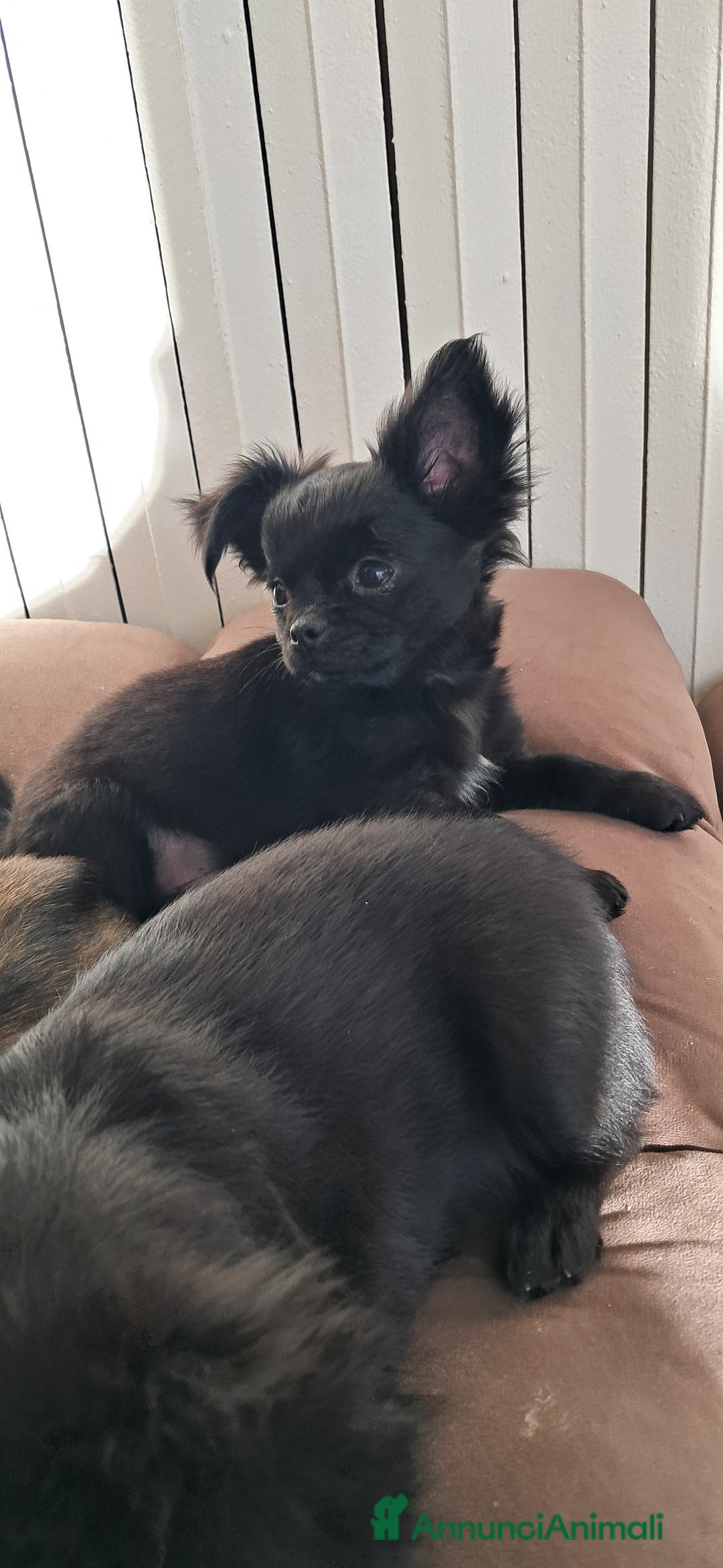 Chihuahua cani in vendita: Cuccioli chihuahua pelo lungo - Annuncio 7