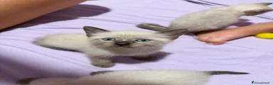 Siamese 1