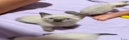 Siamese gatti in vendita: Meravigliosi Cuccioli Siamesi (maschio e femmina) - Annuncio 3