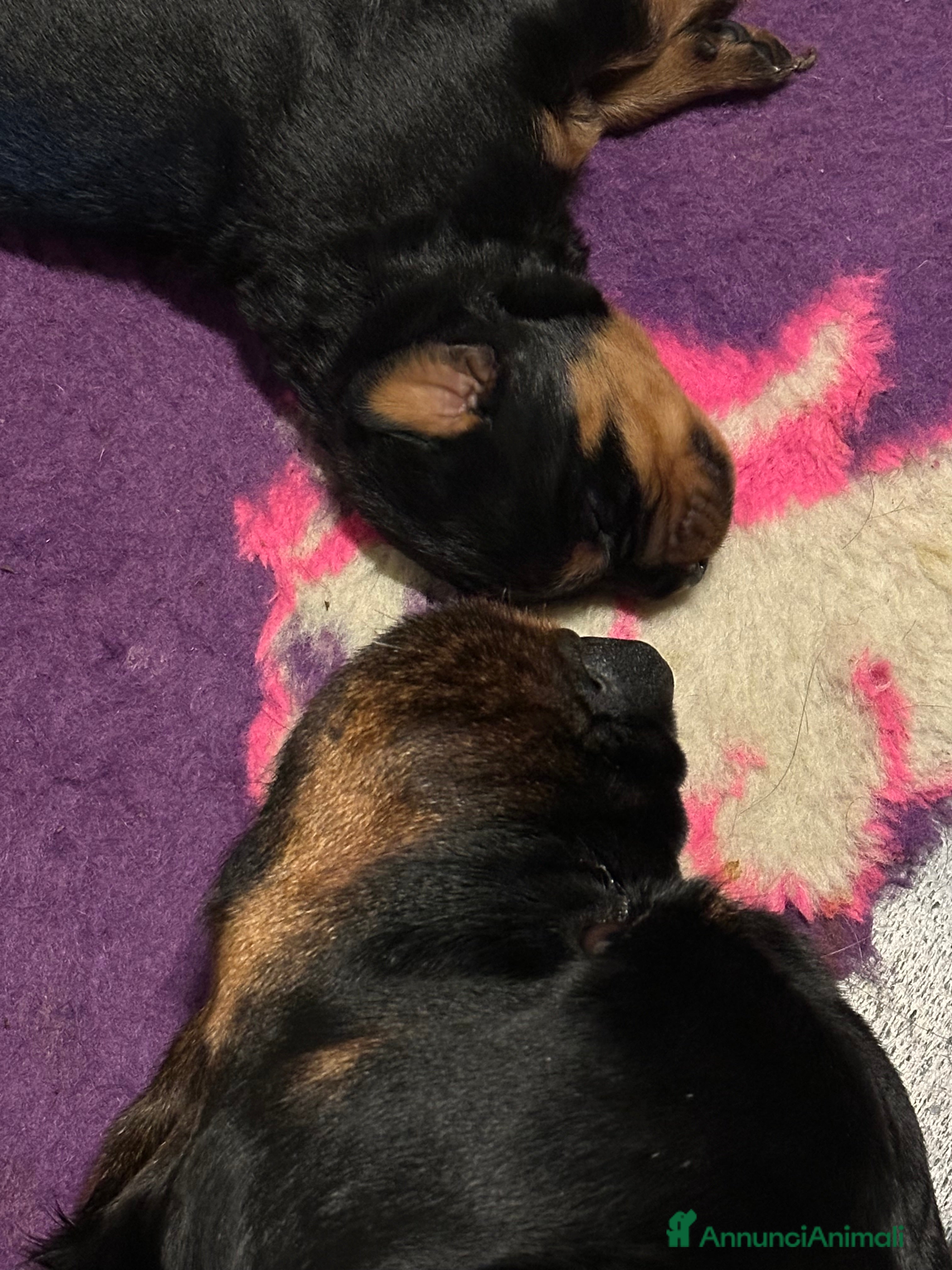 Rottweiler cani Cuccioli rottweiler  - Annuncio 6