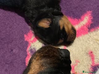 Rottweiler cani Cuccioli rottweiler - Annuncio 6