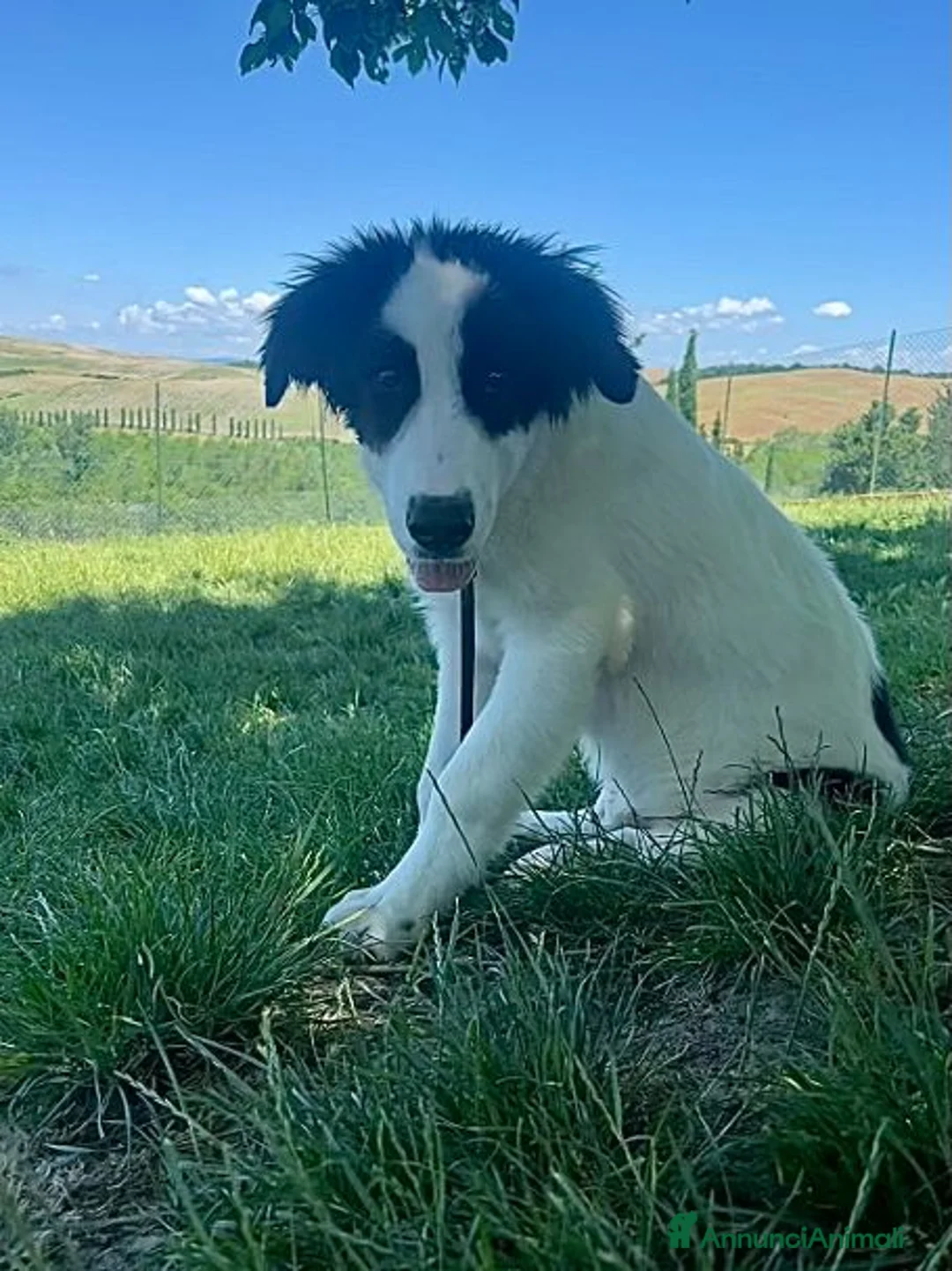 Meticcio cani in regalo: ANGELICA e ORLANDO meravigiosi! a Provincia di Bergamo - Annuncio 2