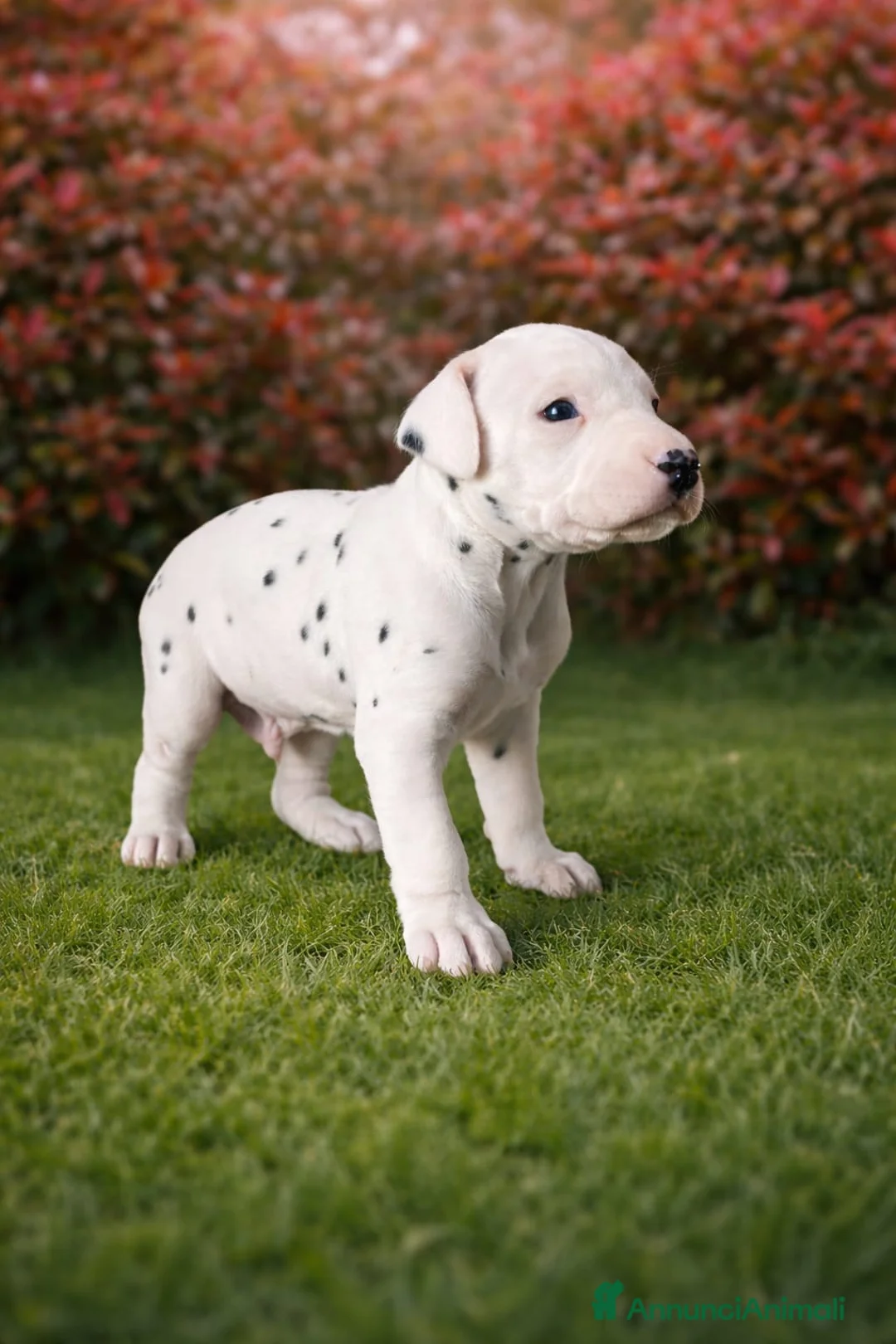 Dalmata cani in vendita: Cuccioli di Dalmata  - Annuncio 2