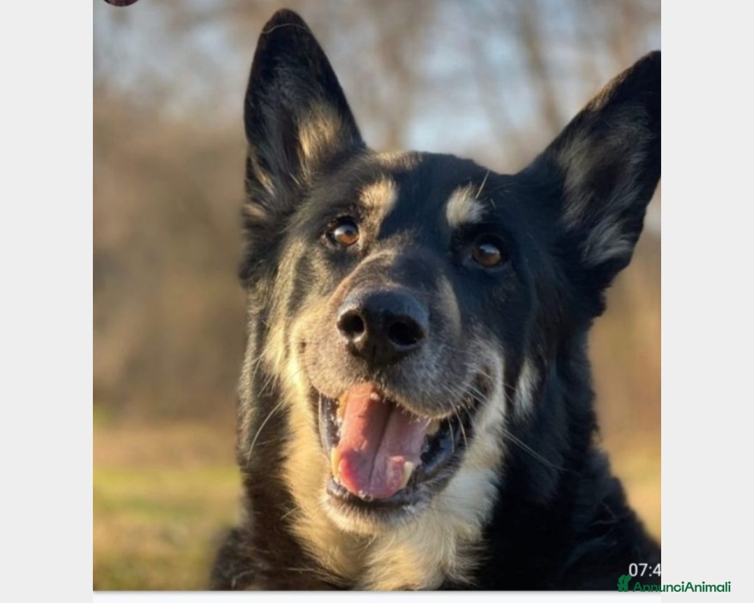 Meticcio cani in regalo: 6anni Pastore meraviglioso in box dal 2020 MILANO a Milano - Annuncio 3