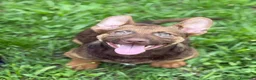 Meticcio cani in regalo: 8 LUPACCHIOTTI cuccioli super simpatici! - Annuncio 1