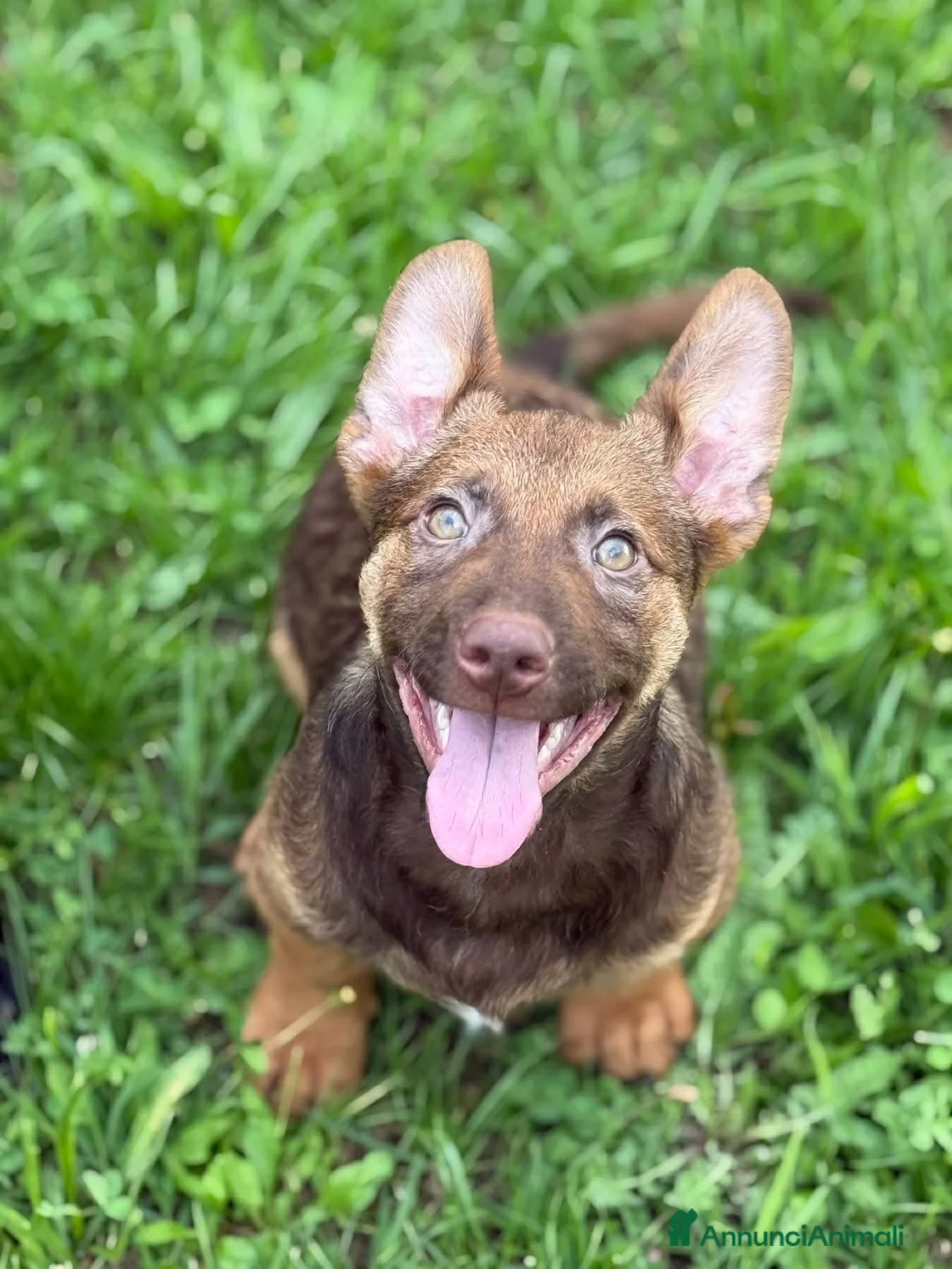 Meticcio cani in regalo: 8 LUPACCHIOTTI cuccioli super simpatici! - Annuncio 1