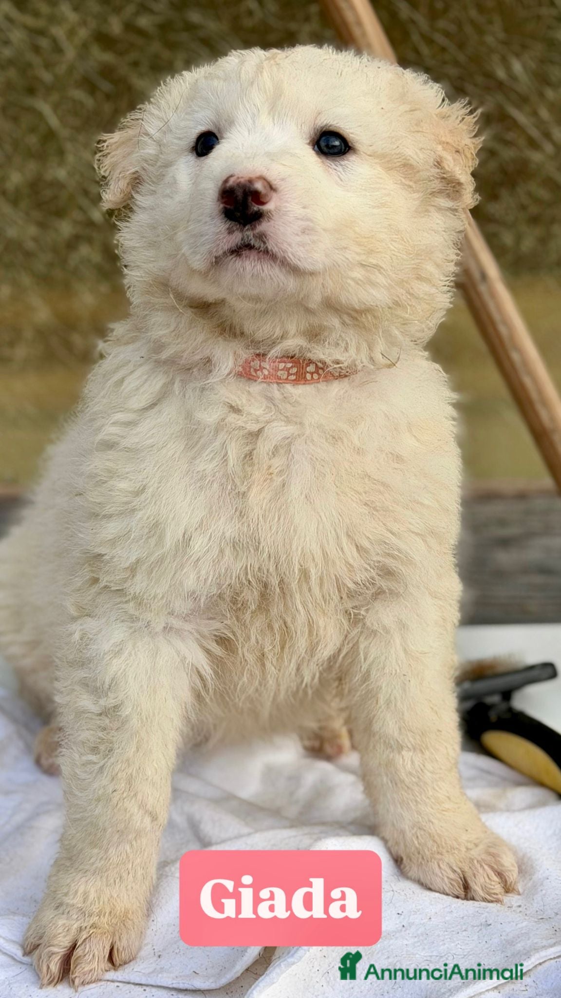 Pastore Maremmano cani Maremmani cuccioli  a Provincia di Parma - Annuncio 15