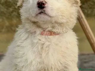 Pastore Maremmano cani Maremmani cuccioli a Provincia di Parma - Annuncio 15