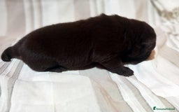Labrador cani in vendita: Cuccioli di labrador retriver puro chocolate  - Immagine 5