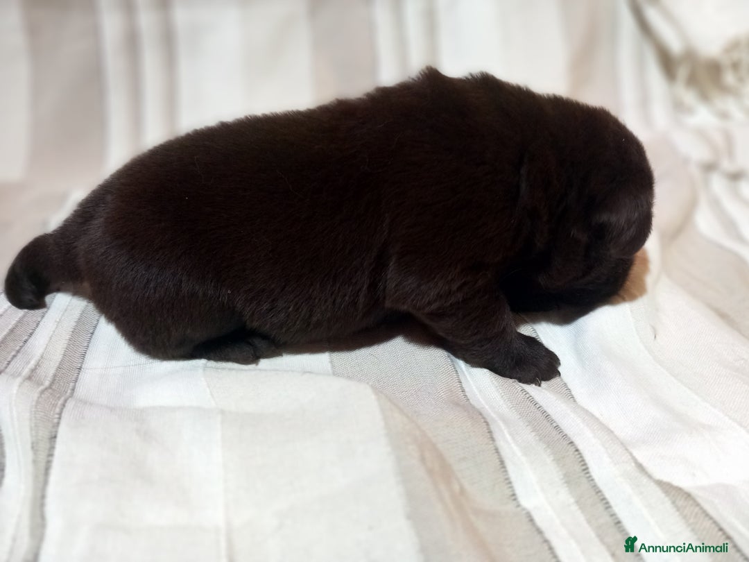 Labrador cani in vendita: Cuccioli di labrador retriver puro chocolate  - Immagine 5