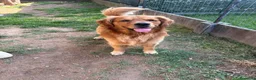 Golden Retriever cani per accoppiamento: Golden retriever per monta - Annuncio 4