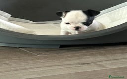 Chihuahua cani in vendita: Chihuahua femmina con pedigree a Provincia di Verona - Immagine 5