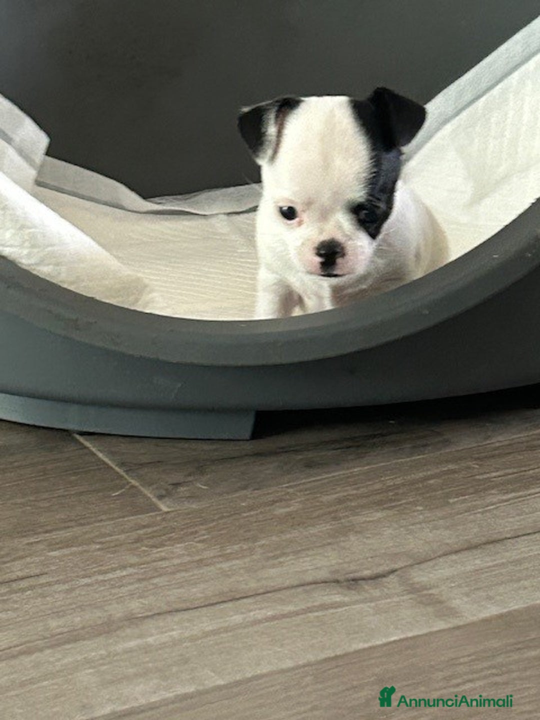 Chihuahua cani in vendita: Chihuahua femmina con pedigree a Provincia di Verona - Immagine 5