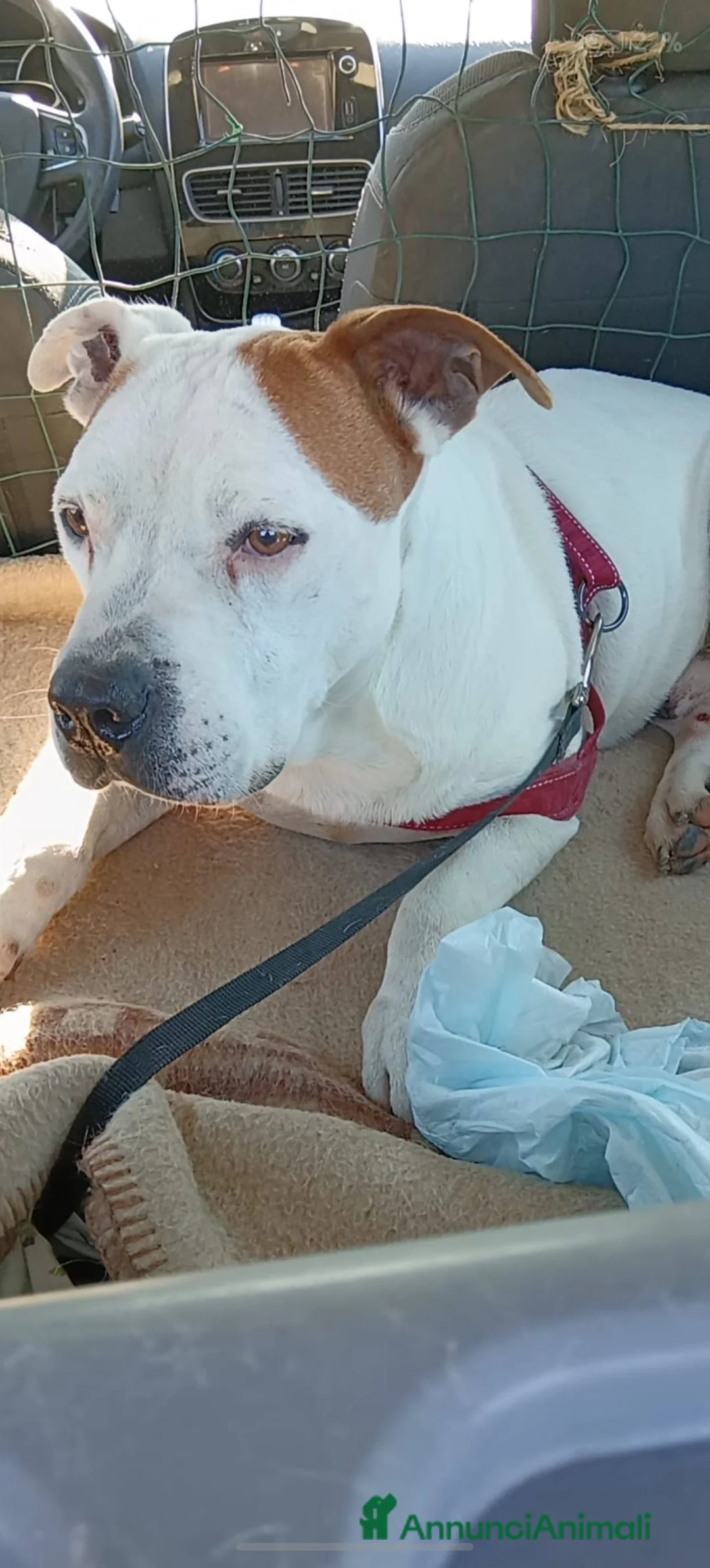 Pitbull cani in regalo: 4 Pitbull cuccioli in canile - Annuncio 2