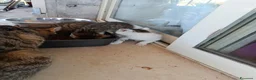 Meticcio gatti in regalo: Gattini in adozione  - Annuncio 6