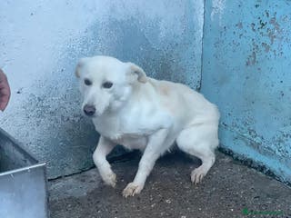 Meticcio cani Harmonie - Annuncio 15