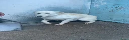 Meticcio cani in regalo: Harmonie - Annuncio 1