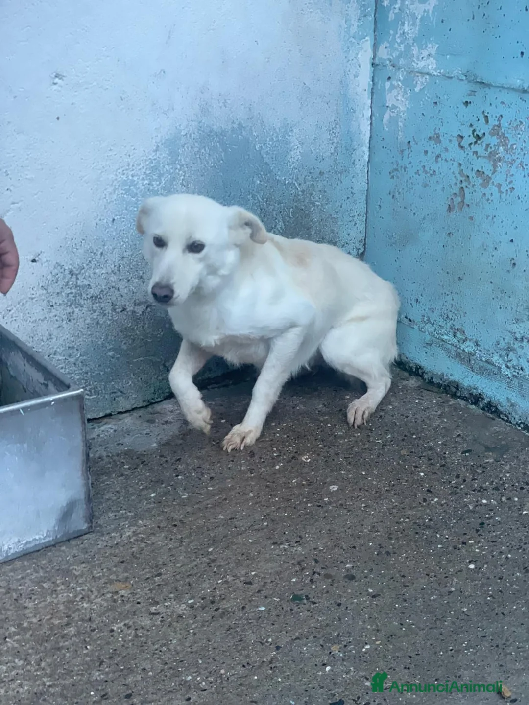 Meticcio cani in regalo: Harmonie - Annuncio 1