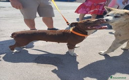 Pitbull cani in regalo: DALILA giovane,adorabile e fedele! Buona con tutti a Città Metropolitana di Torino - Immagine 8