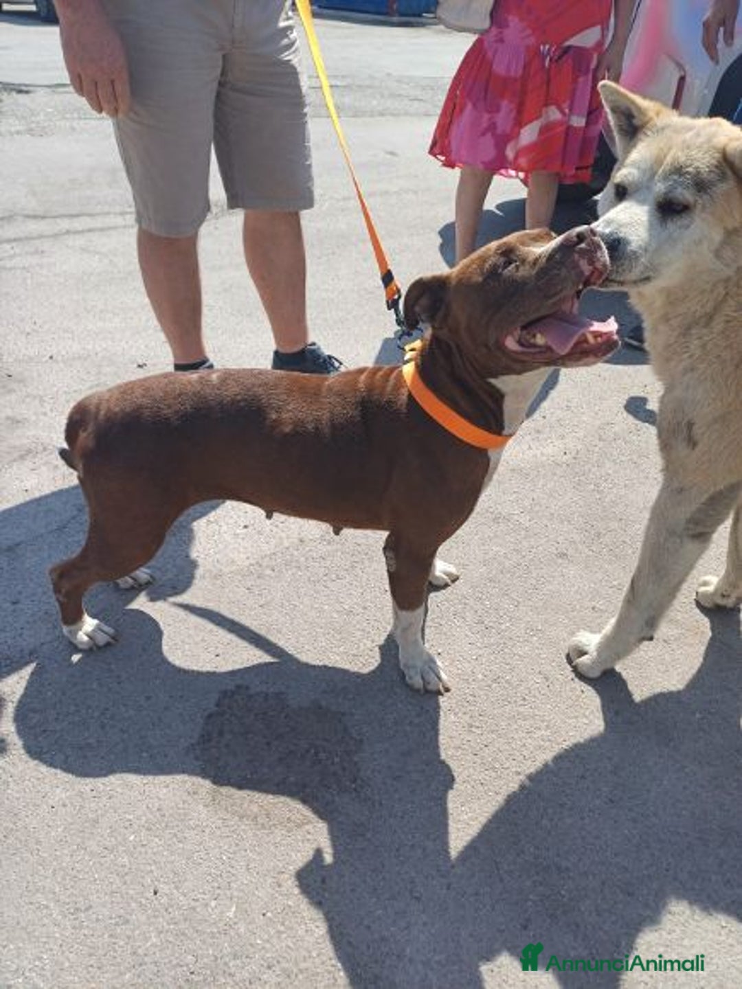 Pitbull cani in regalo: DALILA giovane,adorabile e fedele! Buona con tutti a Città Metropolitana di Torino - Immagine 8