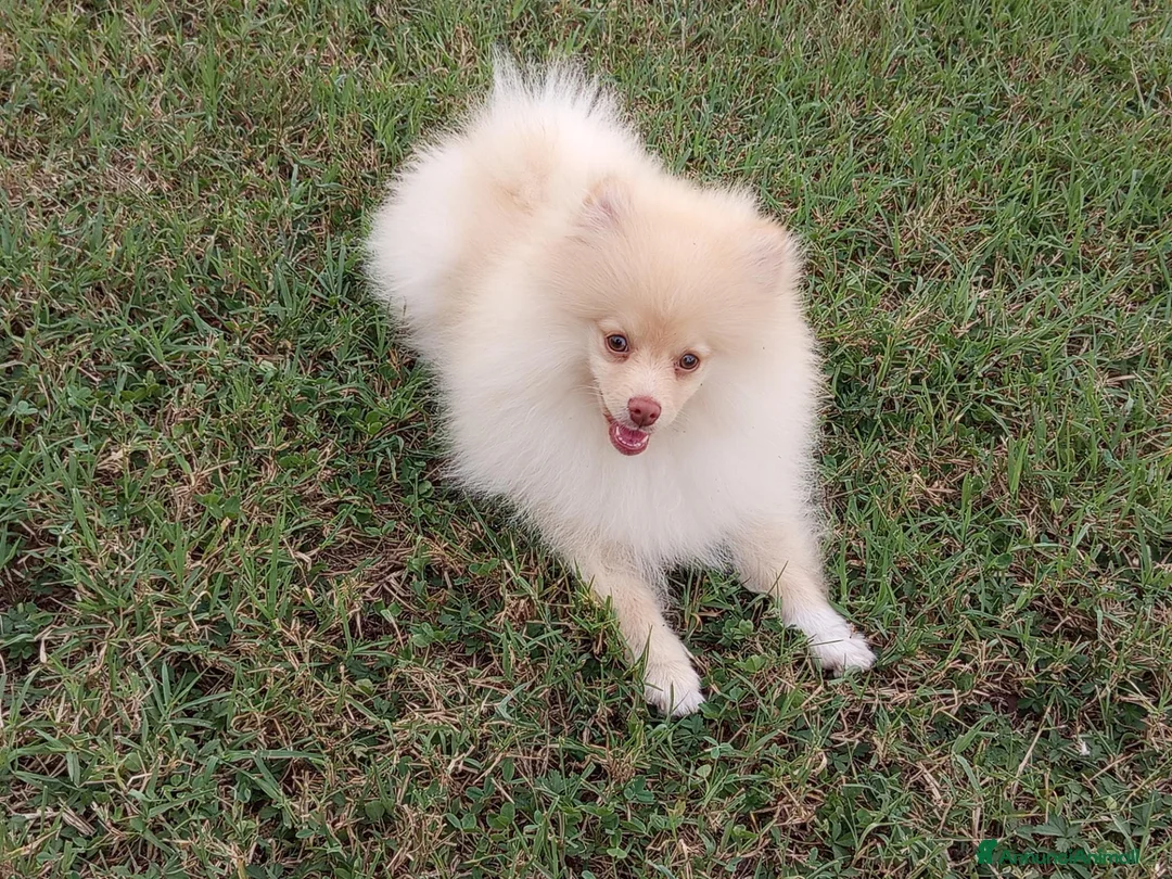 Spitz cani in vendita: Cucciolo di Spitz tedesco  - Annuncio 2