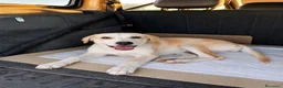Meticcio cani in regalo: Nanà, taglia media! (25kg-4 mesi)  a Provincia di Pavia - Annuncio 2