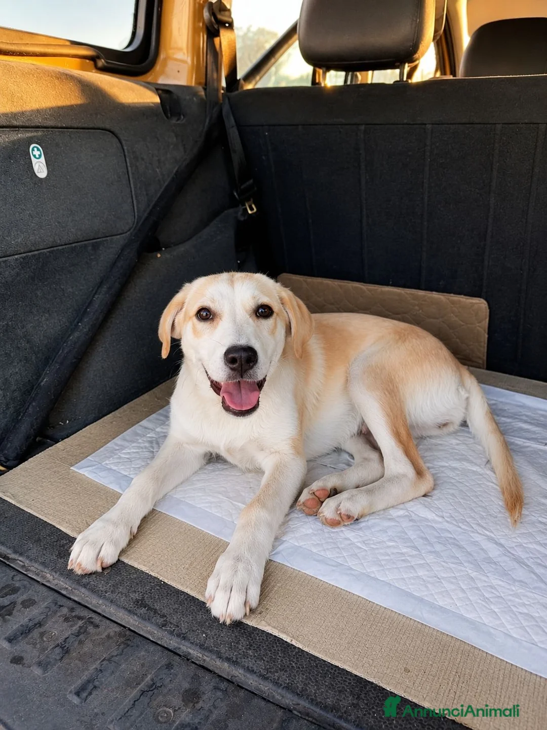 Meticcio cani in regalo: Nanà, taglia media! (25kg-4 mesi)  a Provincia di Pavia - Annuncio 2