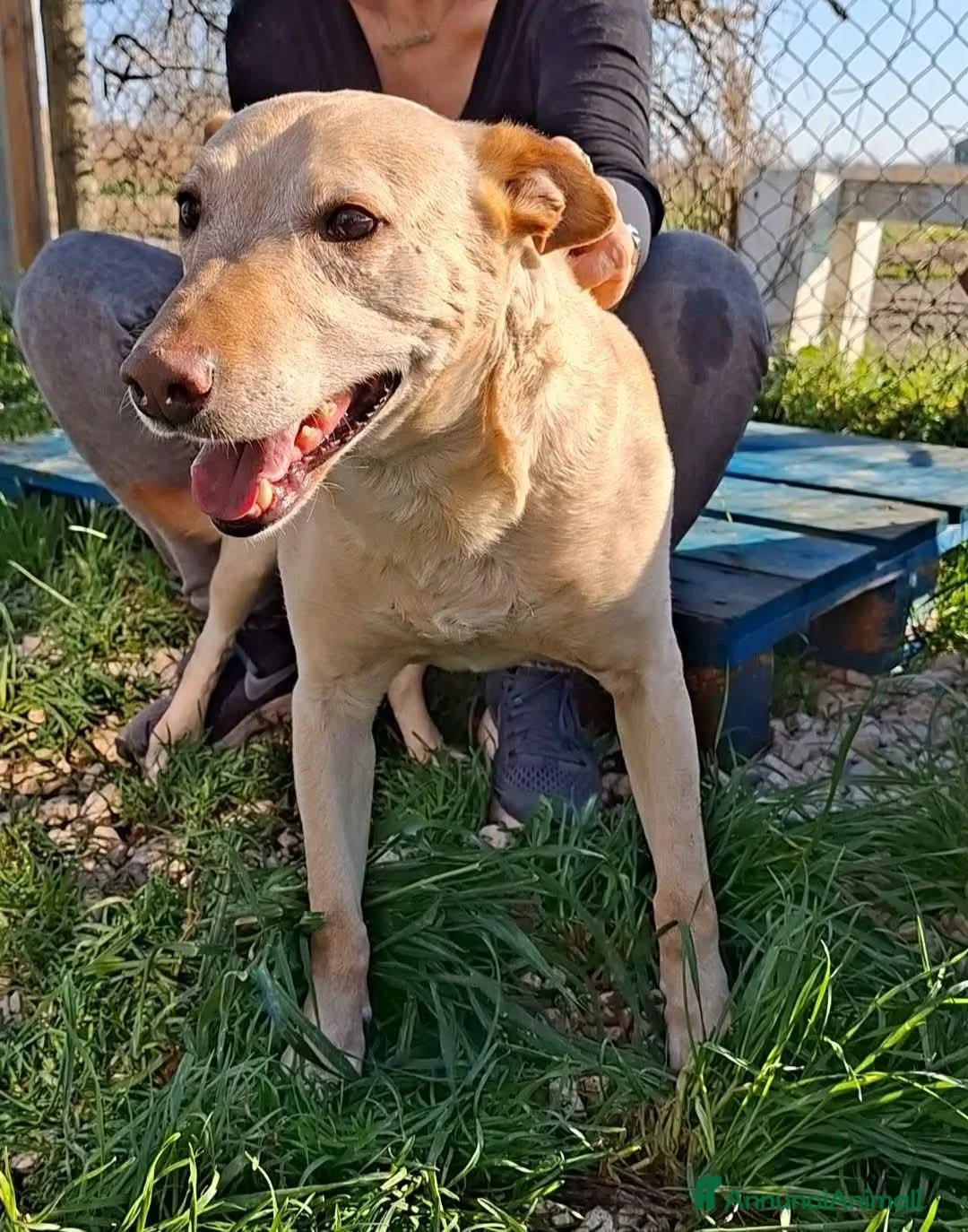 Meticcio cani in regalo: Teo 5anni tg media aspetta ancora MANTOVA - Annuncio 6
