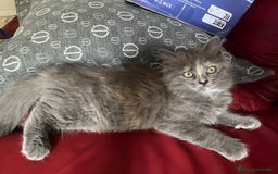 Siberiano gatti in vendita: Gatti siberiani  a Provincia di Biella - Immagine 17