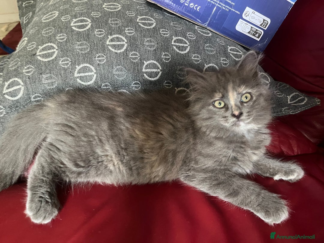 Siberiano gatti in vendita: Gatti siberiani  a Provincia di Biella - Immagine 17