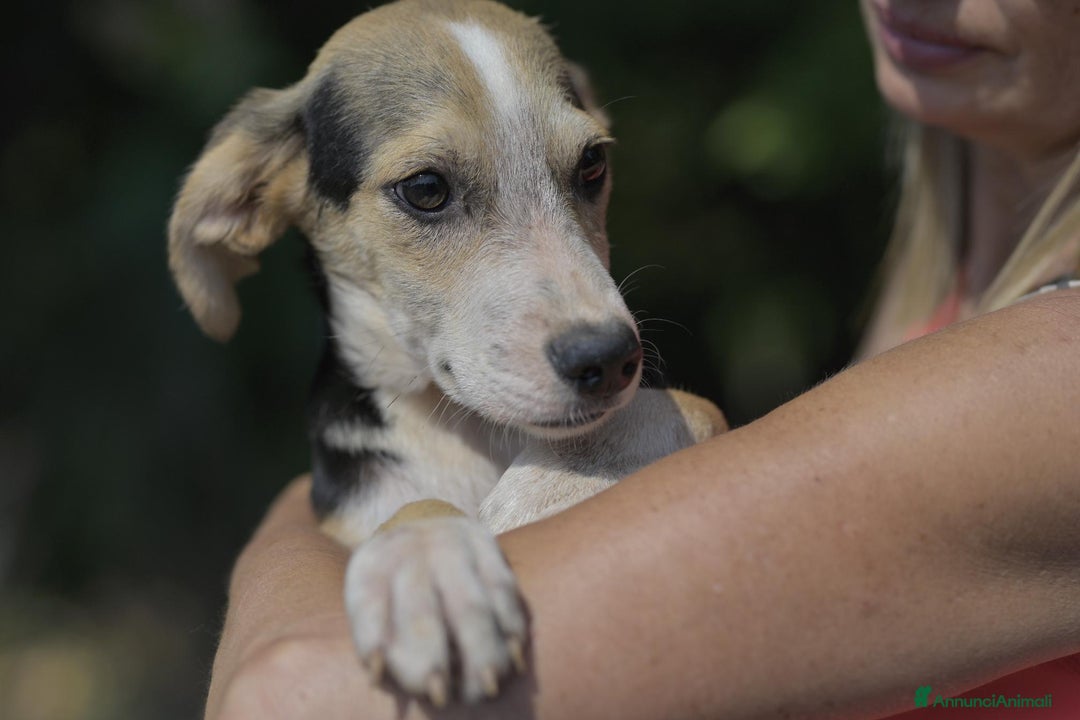 Altre razze cani in regalo: RIF 3SeRIF, 3 MESI (01/04/25) a Provincia di Bergamo - Immagine 2
