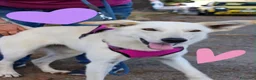 Meticcio cani in regalo: ERIS 🩷 PRONTA A CORRERE VERSO CASA a Provincia di Padova - Annuncio 3