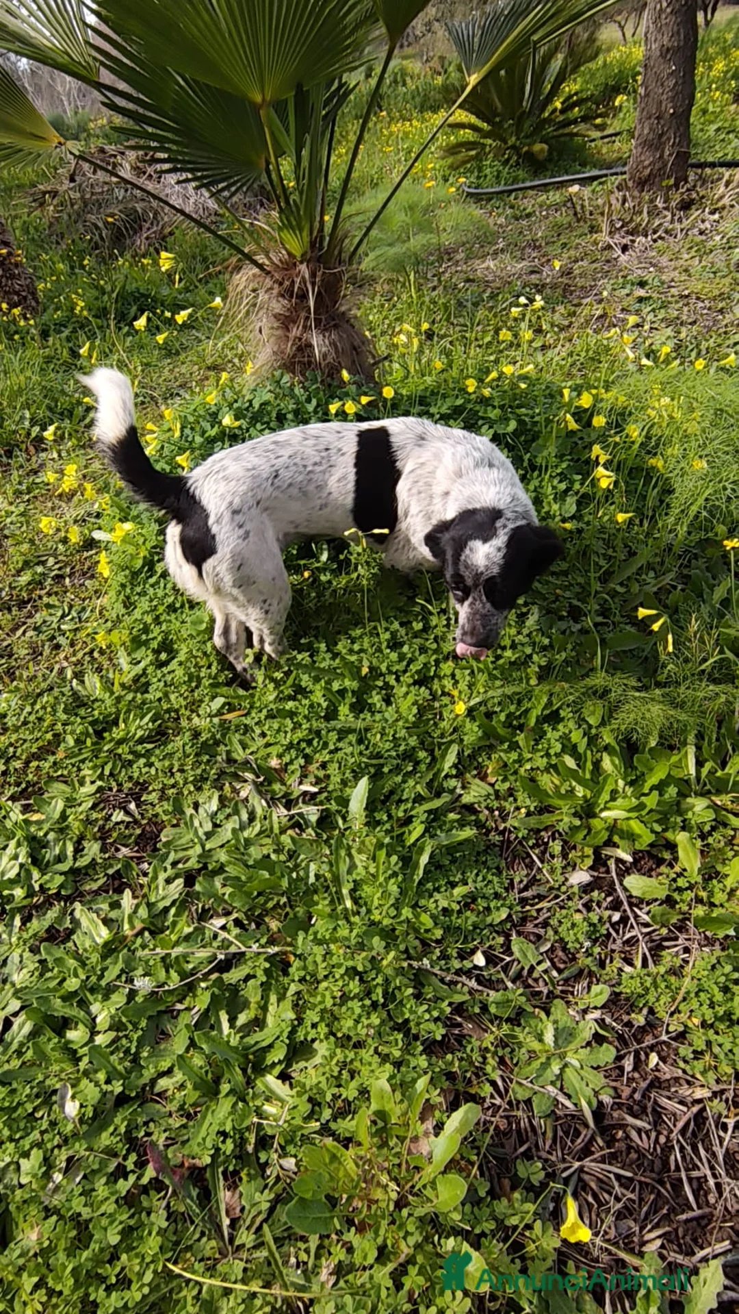 Meticcio cani in regalo: BETTY TAGLIA PICCOLA  - Annuncio 5