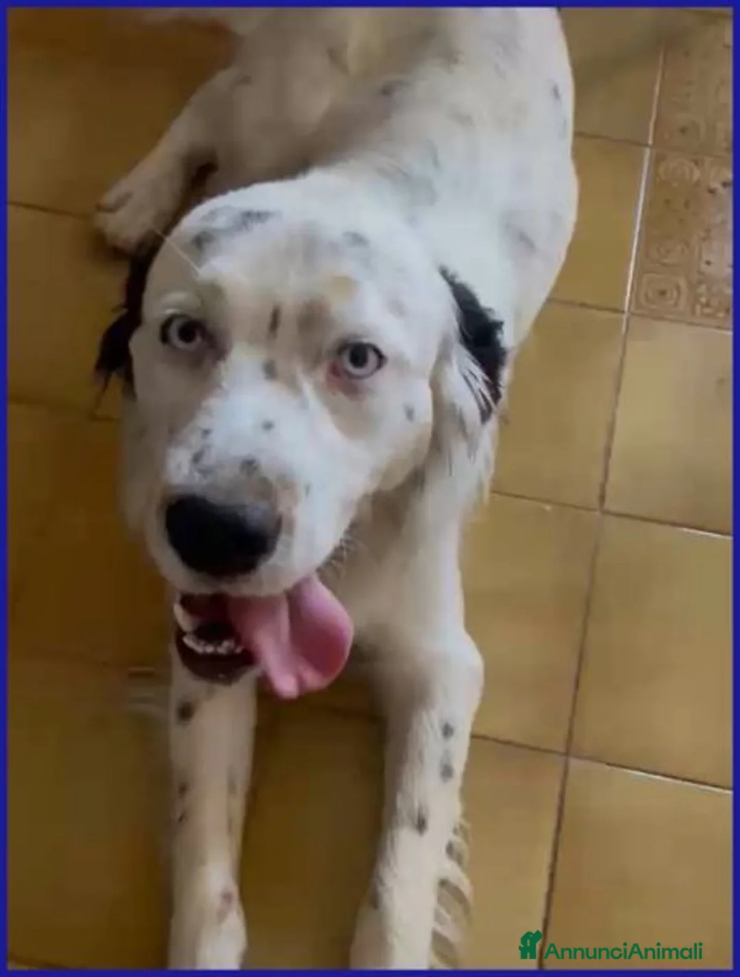 Meticcio cani in regalo: ACHILLE dagli occhi azzurro a Città metropolitana di Milano - Annuncio 6