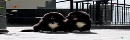 Terranova cani in vendita: CUCCIOLI TERRANOVA NERI a Valle d'Aosta - Annuncio 9