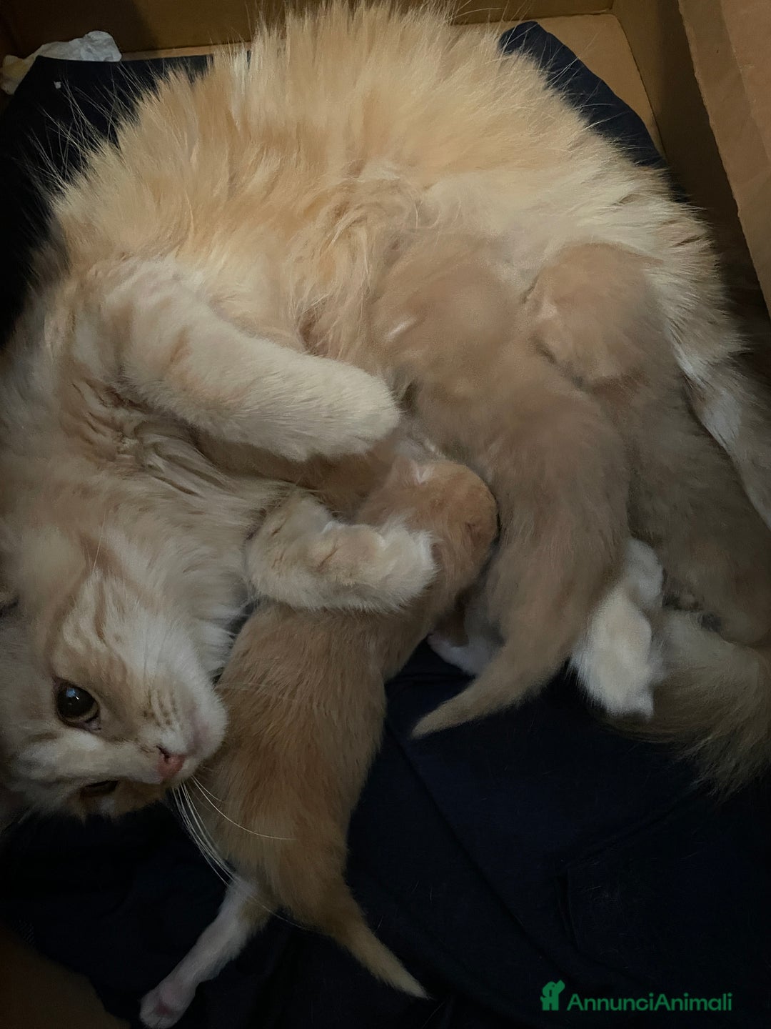 Norvegese gatti in vendita: Cucciolo norvegese  - Annuncio 2