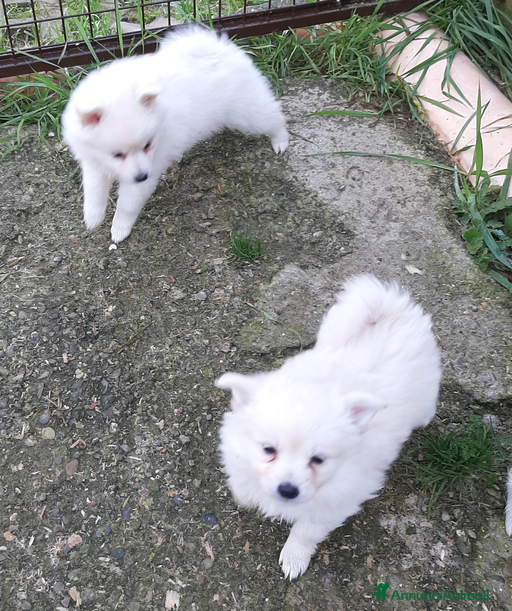 Volpino Italiano cani Cuccioli di volpino bianco  - Annuncio 1