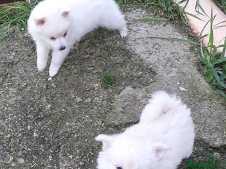 Volpino Italiano cani Cuccioli di volpino bianco - Annuncio 1