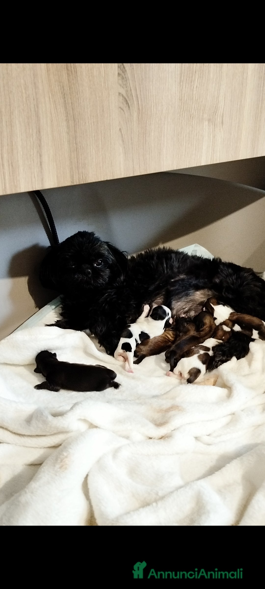 Shih Tzu cani in vendita: Cucciola di Shih Tzu Shitzu pedigree Enci  - Annuncio 6