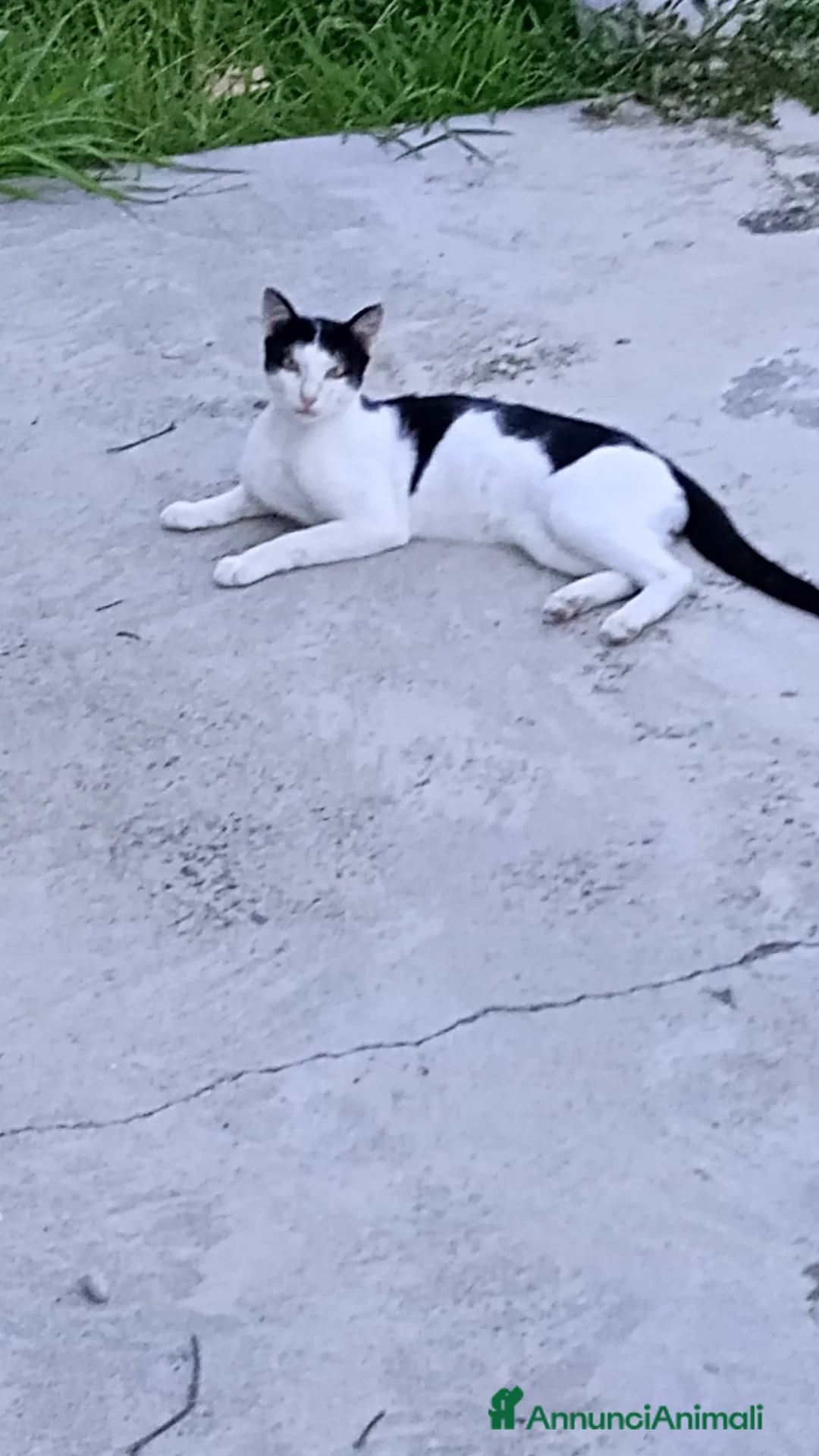 Meticcio gatti in regalo: Cesare cerca casa: splendido gattino in adozione - Annuncio 4