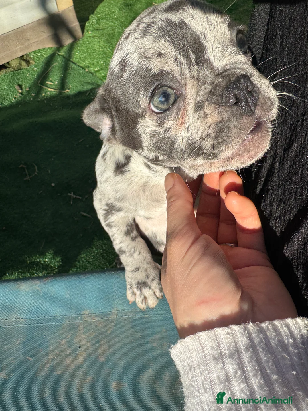 Bulldog Francese cani in vendita: Bulldog francese blue e blue merle  - Annuncio 8