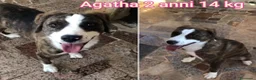 Meticcio cani in regalo: CANI TAGLIA PICCOLA E MEDIOPICCOLA  a Provincia di Pistoia - Annuncio 8
