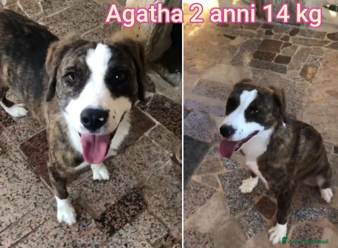 Meticcio cani in regalo: CANI TAGLIA PICCOLA E MEDIOPICCOLA  a Provincia di Pistoia - Annuncio 8