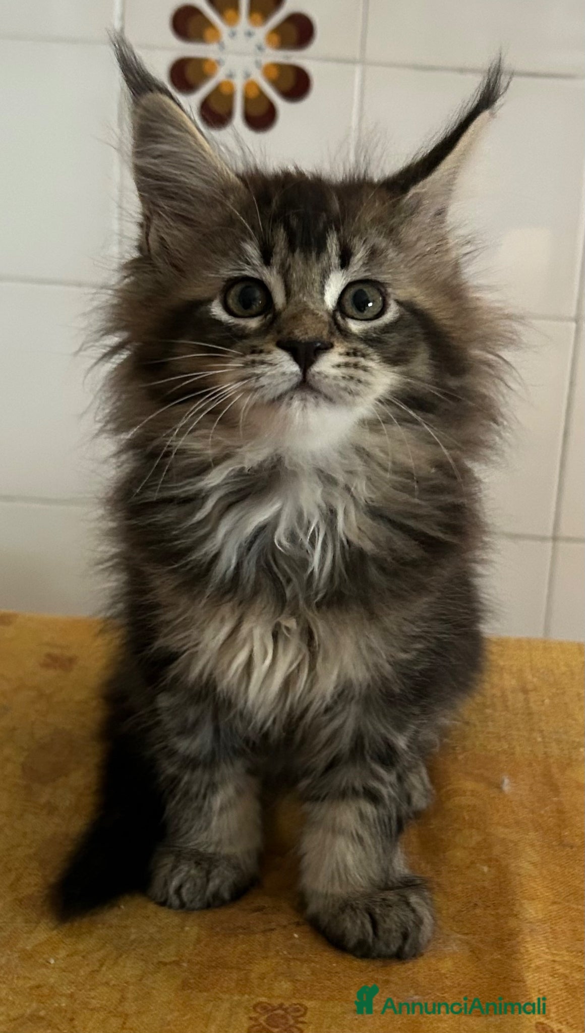 Maine Coon gatti Femmina Maine Coon  - Annuncio 11