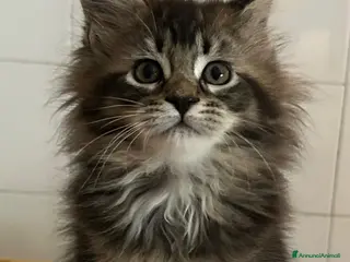 Maine Coon gatti Femmina Maine Coon - Annuncio 11