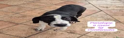 Meticcio cani in regalo: Trovatelli cercano urgentemente casa  a Provincia di Monza e della Brianza - Annuncio 9