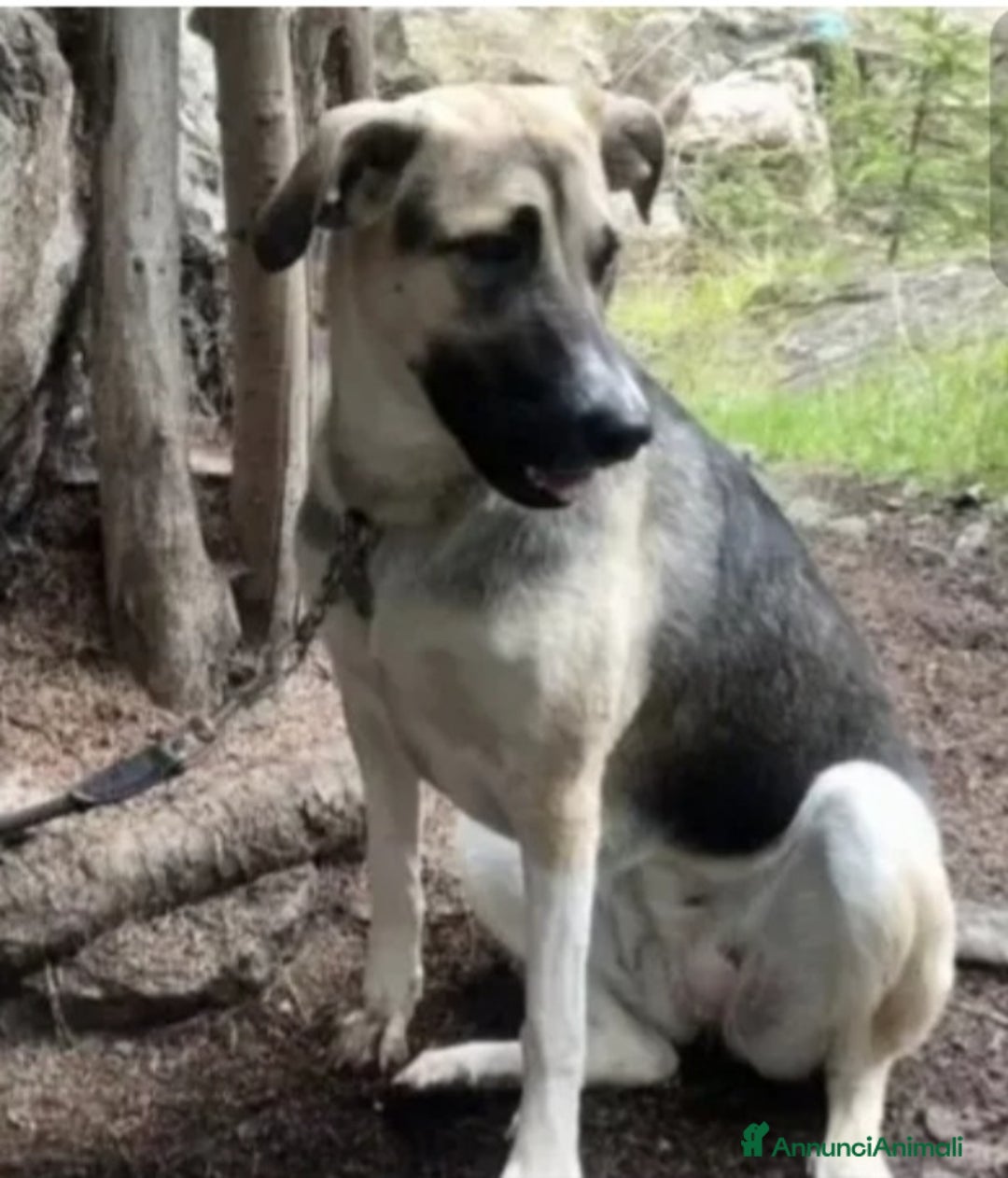 Meticcio cani in regalo: Pastorina 1anno A BREVE IN CANILE! SOS VENEZIA - Annuncio 3