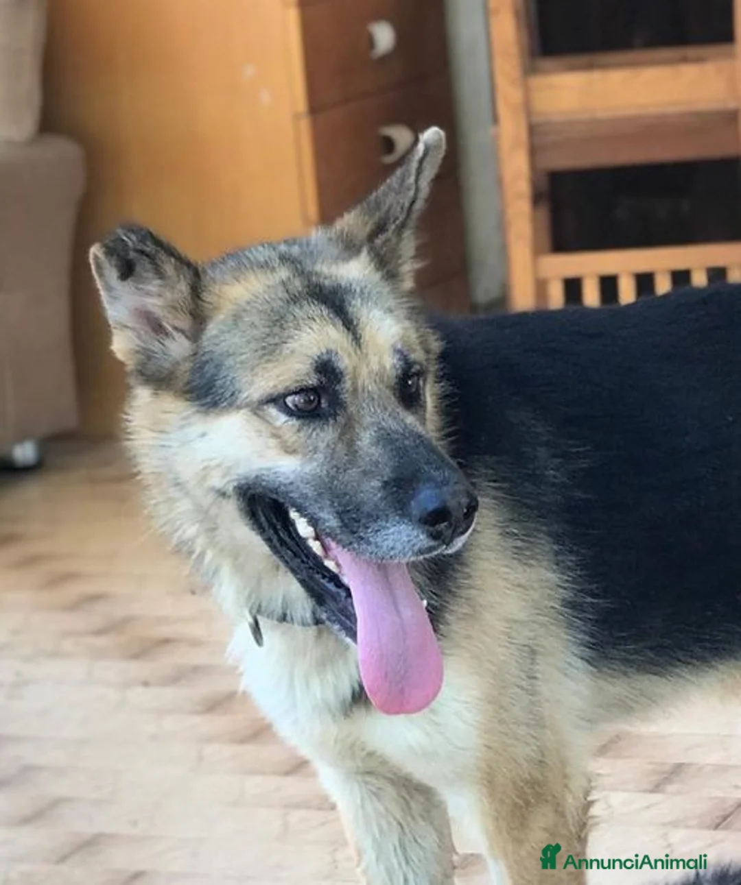 Pastore Tedesco cani in regalo: Strepitoso mix Pastore tedesco husky Whisky a Provincia di Latina - Annuncio 5