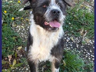 Meticcio cani ROCCO bellissimo e pieno di vita urgente - Annuncio 40